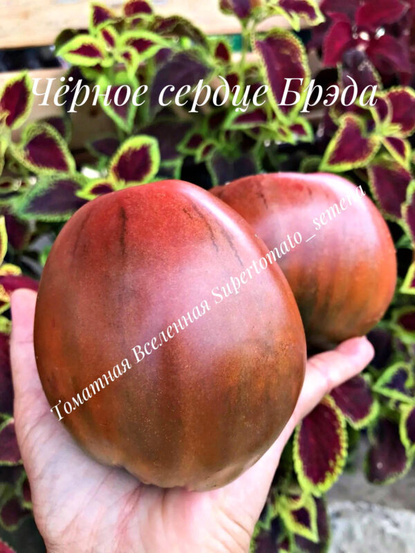 Чёрное сердце Брэда
