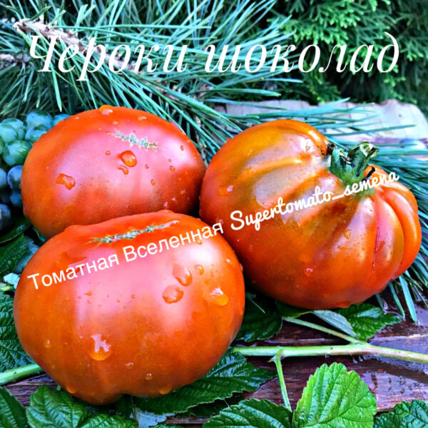 Чероки шоколад