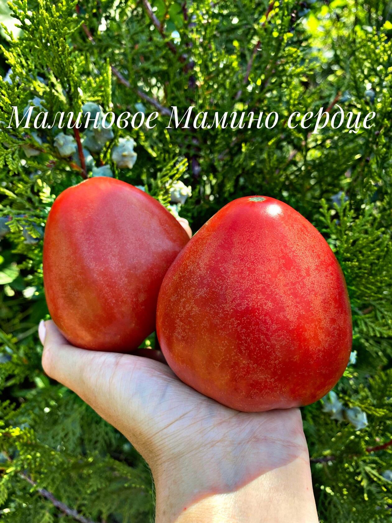 Малиновое мамино сердце. Mom`s Raspberry Oxheart, Италия. - Томатная ...