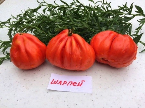 Шарпей.
