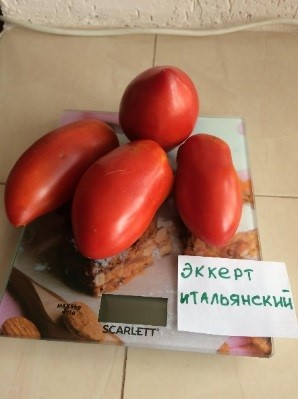 Эксперт Итальянский. Perito Italian,    США.